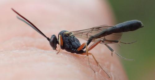 Réf. 333 906 : Diadegma sp.